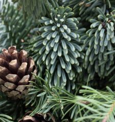 Основа для рождественского венка