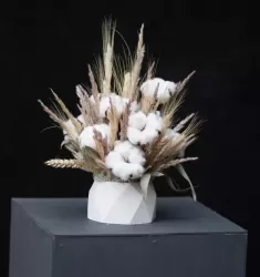 Сканди
