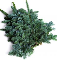 Нобилис ветка